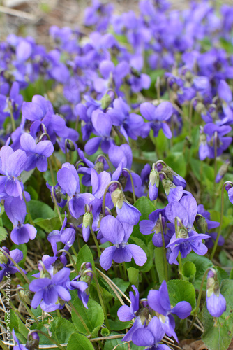Fototapeta Naklejka Na Ścianę i Meble -  Violet (Viola odorata) grows in the wild
