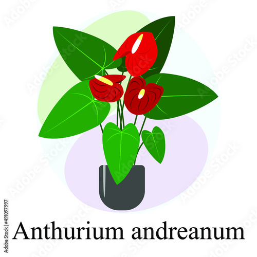 Flowering houseplant Anthurium andreanum. Red Anthurium andreanum flowers photo