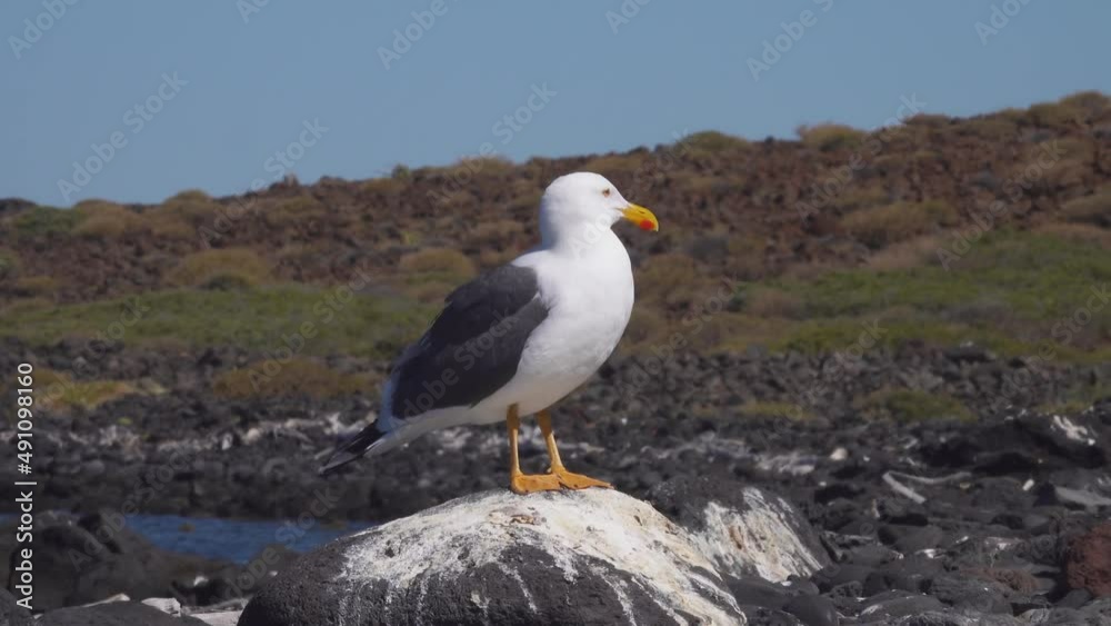 Seagull Perched on Rock in Ocean Seagull Perched on Rock in Ocean
