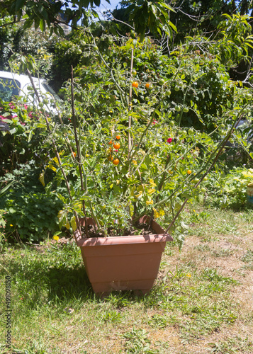 Cherry tomatoes growing in a garden