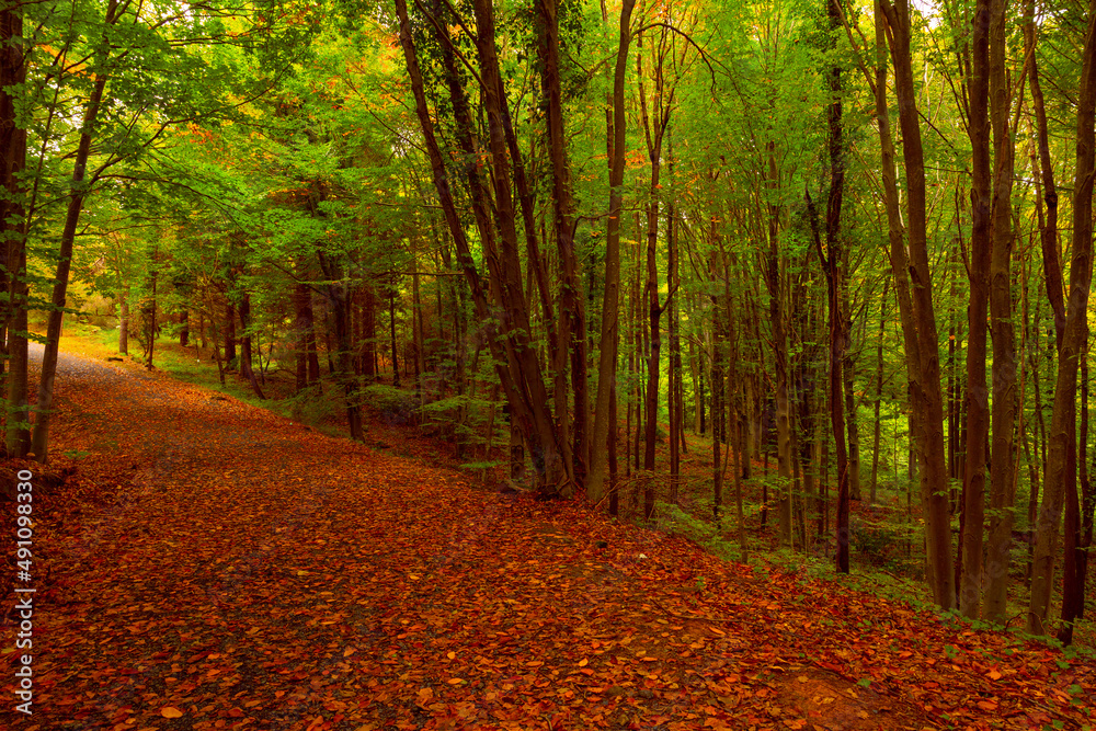Autumn background. Fallen brown leaves on the path in the forest at autumn Autumn background. Fallen brown leaves on the path in the forest at autumn