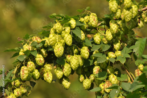 On the stem of the plant cones of hops