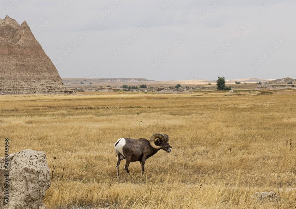 Fototapeta premium Sheep in the Badlands 
