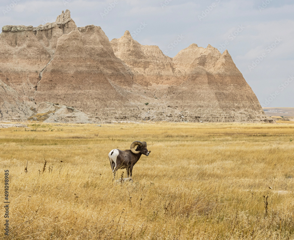 Obraz premium Sheep in the Badlands 