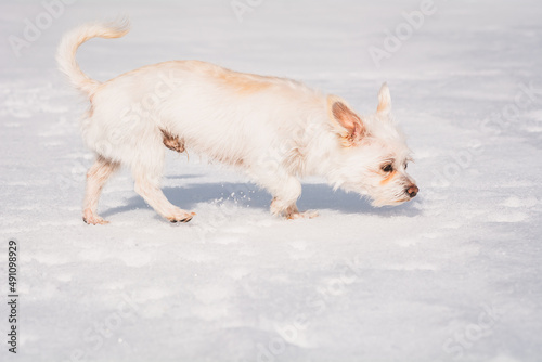 Kleiner weißer Hund im Schnee © Petra Fischer