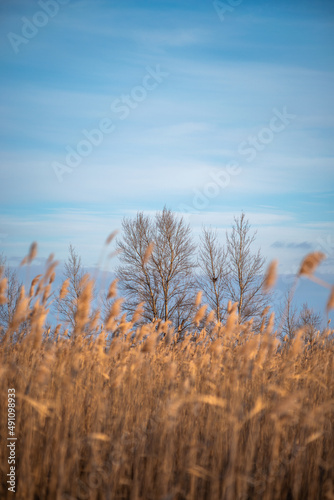 reeds on the lake