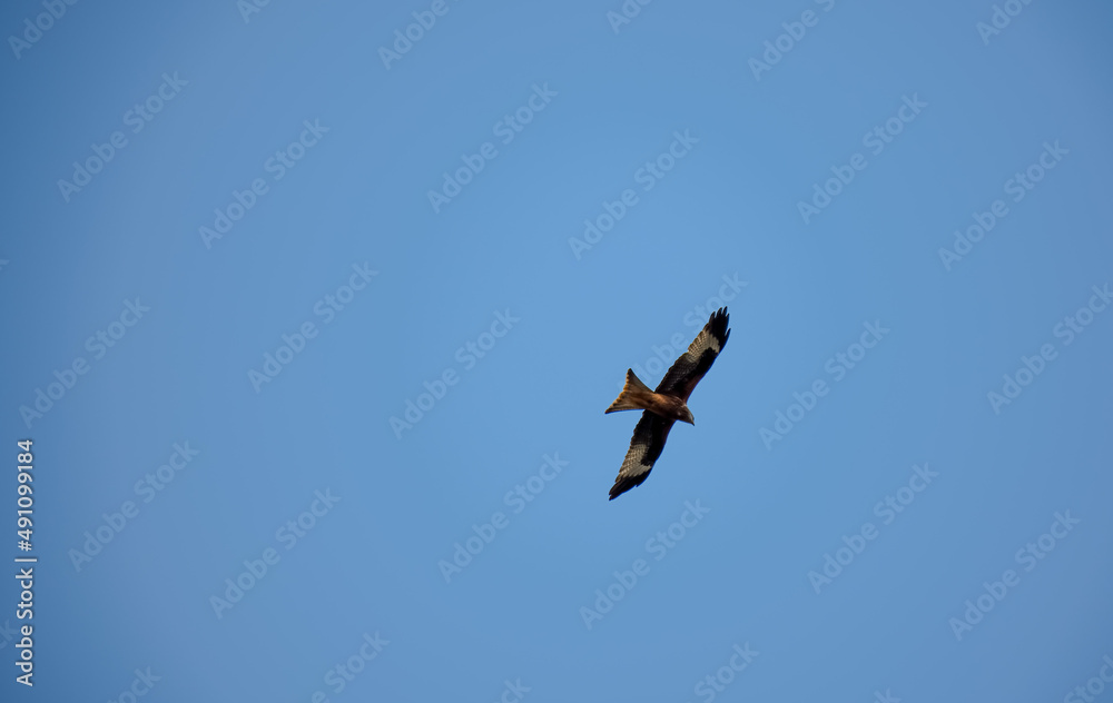 red kite (Milvus milvus) soaring with wings fully extended in a clear blue winter sky red kite (Milvus milvus) soaring with wings fully extended in a clear blue winter sky