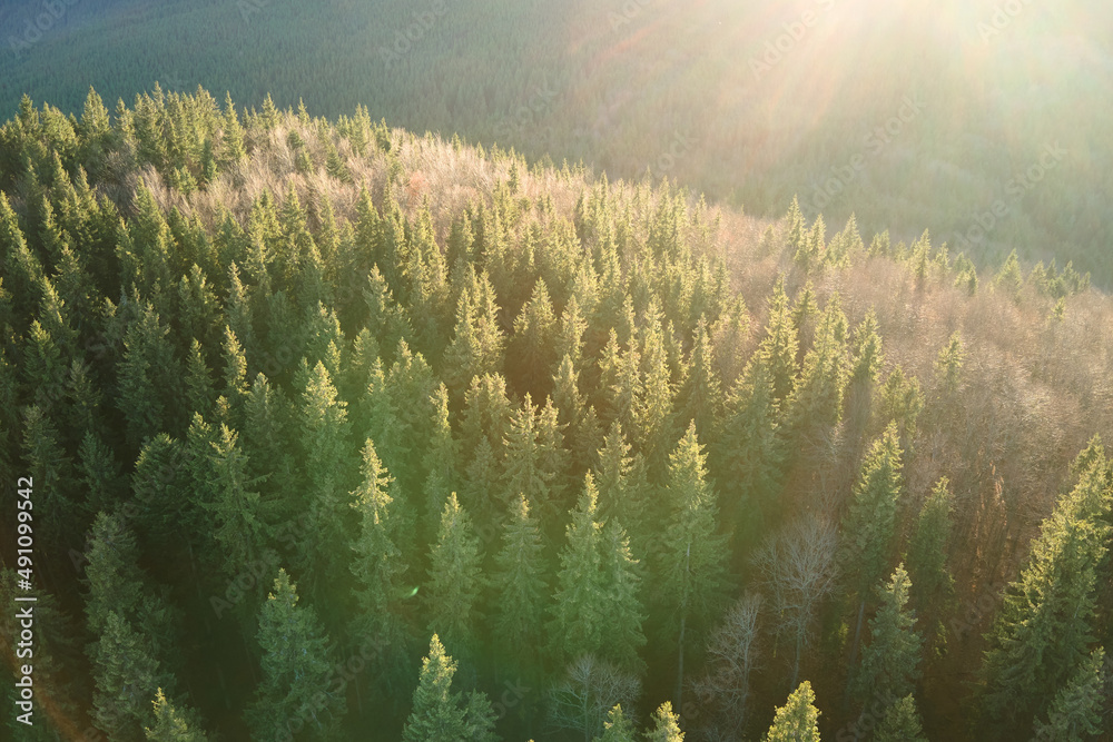 Aerial view of amazing scenery with light beams shining through foggy dark forest with pine trees at autumn sunrise. Beautiful wild woodland at dawn