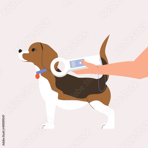 A hand with a device for finding a chip in a dog. Chipping a dog. Veterinarian searching for information about the beagle.