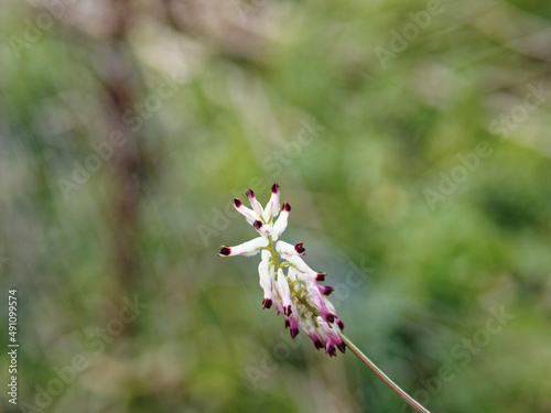 Close-up of Fumaria capreolata, the white ramping fumitory, flower on a blurred background photo