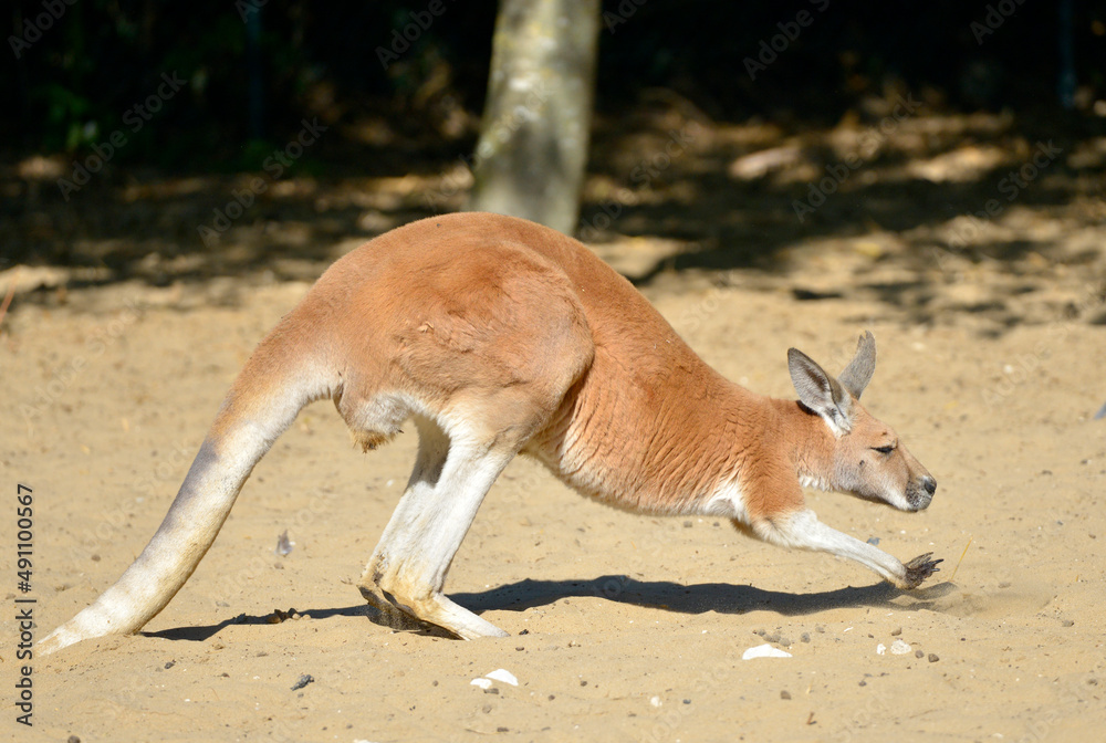 Closeup kangaroo (Macropus) walking on the sand Closeup kangaroo (Macropus) walking on the sand