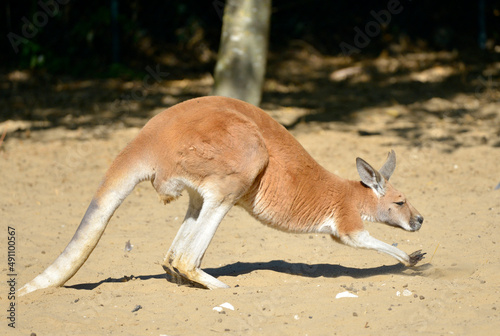 Closeup kangaroo (Macropus) walking on the sand