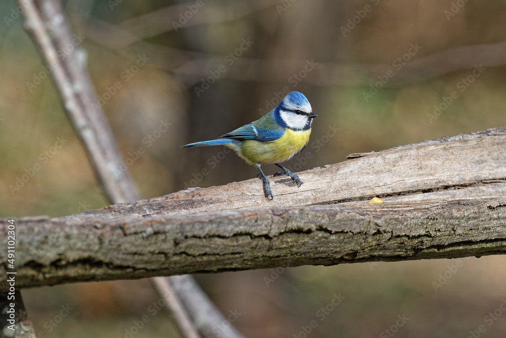 Obraz premium Eurasian Blue Tit in the park