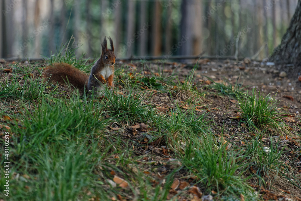 A suqireel looking for food in the grass A suqireel looking for food in the grass