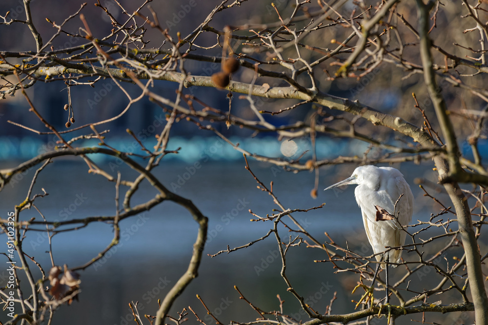 Little Egret (Egretta garzetta) in the branch over the lake Little Egret (Egretta garzetta) in the branch over the lake