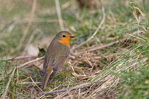 Common Robin (Erithacus Ribecula) stands in the grass