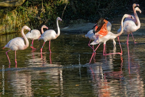 Running flamingos in the waters of their pond