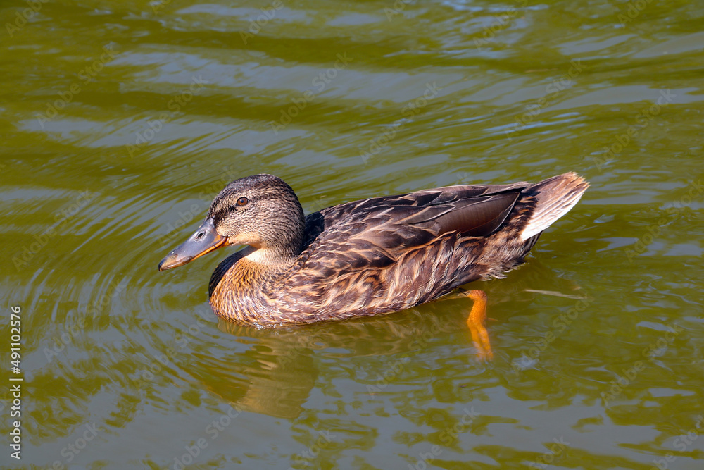 Close-up of a floating wild duck in the lake.