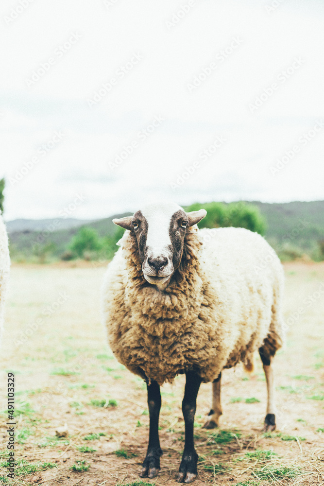 Obraz premium Ovejas, cabras y muflón animales de granja viviendo una vida en libertad en medio del bosque salvaje
