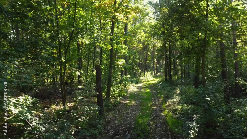 waldweg drohnenflug luftbild frühling herbst waldweg drohnenflug luftbild frühling herbst