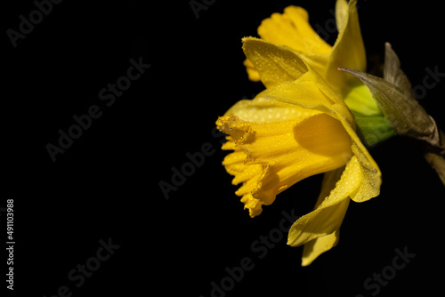 In front of a black background, luminous yellow daffodils protrude into the picture from the side, with small drops of water on them.