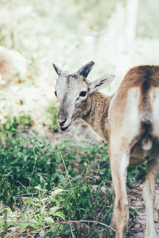 Ovejas, cabras y muflón animales de granja viviendo una vida en libertad en medio del bosque salvaje Ovejas, cabras y muflón animales de granja viviendo una vida en libertad en medio del bosque salvaje