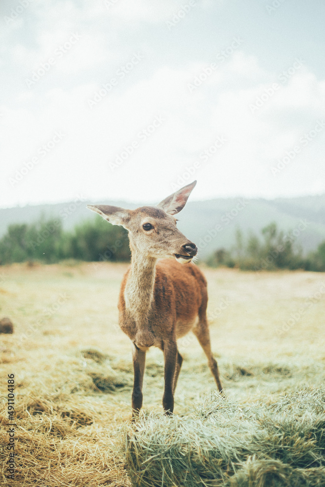 Ciervo, corzo, gamo y cría de cérvido disfrutando de su libertad paseando por el bosque salvaje. ciervo nipon de japon