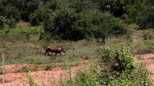 Two adult wild boars running in wildlife. African landscape with dense shrubs. Safari park, South Africa