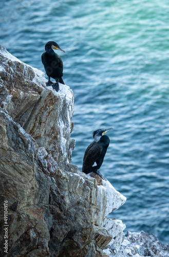 deux cormorans sur des rochers au dessus de la mer photo