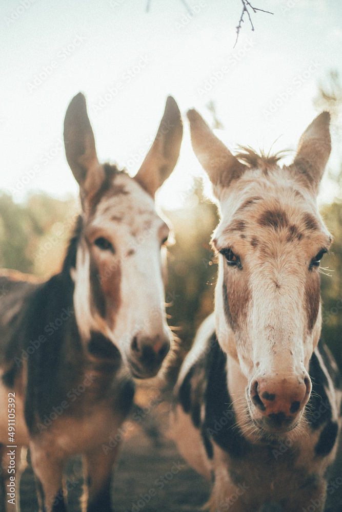burros siendo felices y viviendo con su familia en medio de la naturaleza y en libertad - obrazy, fototapety, plakaty 
