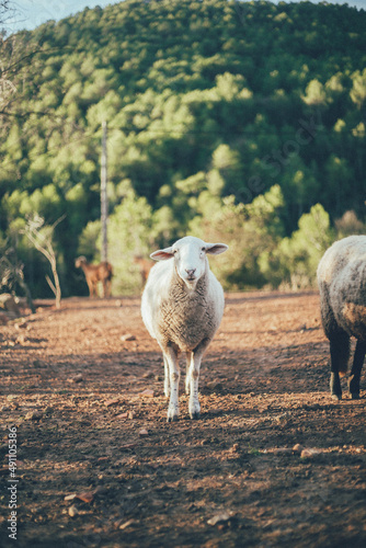 Ovejas  cabras y mufl  n animales de granja viviendo una vida en libertad en medio del bosque salvaje