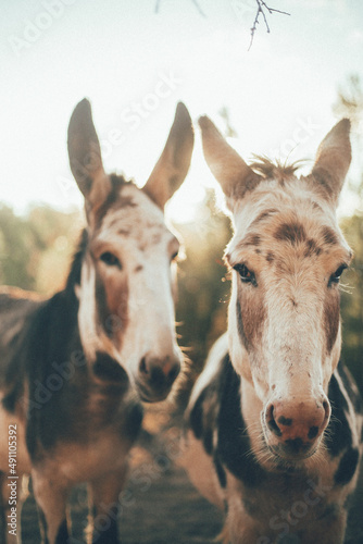 burros siendo felices y viviendo con su familia en medio de la naturaleza y en libertad