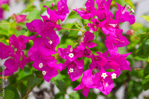 Bright pink bougainvillea flowers Fototapet