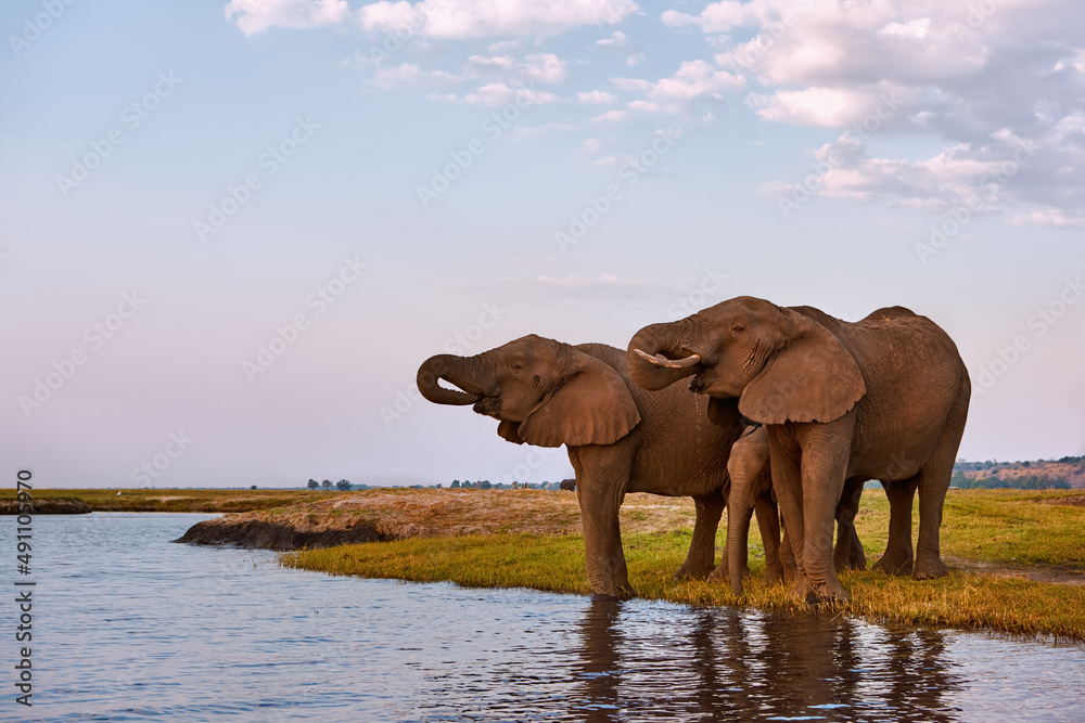 Fototapeta premium Elephants in the river