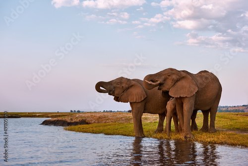 Elephants in the river © lucaar