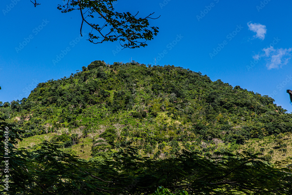 Obraz premium tree in the mountains