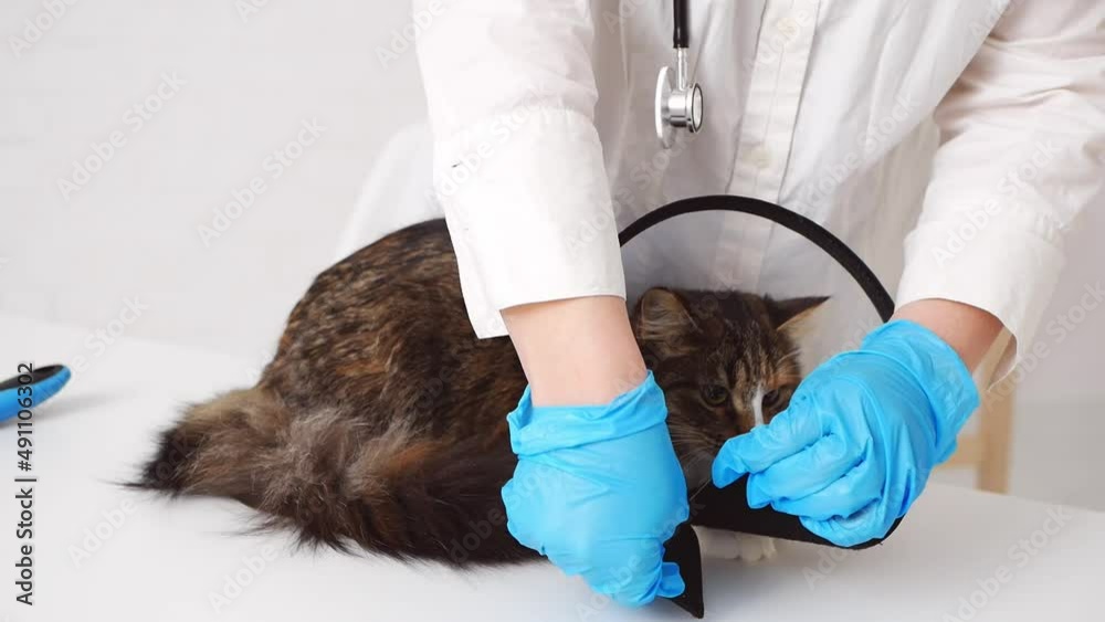 A cat with a veterinarian in the clinic on a white background. A veterinarian wearing gloves puts a protective collar on the cat. The cat after the operation. Veterinary clinic. A cat with a veterinarian in the clinic on a white background. A veterinarian wearing gloves puts a protective collar on the cat. The cat after the operation. Veterinary clinic.