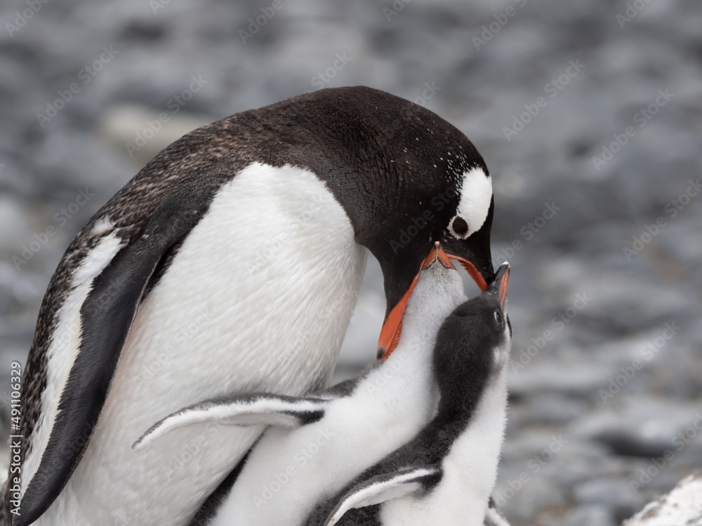 Naklejka premium Gentoo penguin parent feeding chicks on the shores Brown Bluff, Antarctric Peninsula, Antarctica