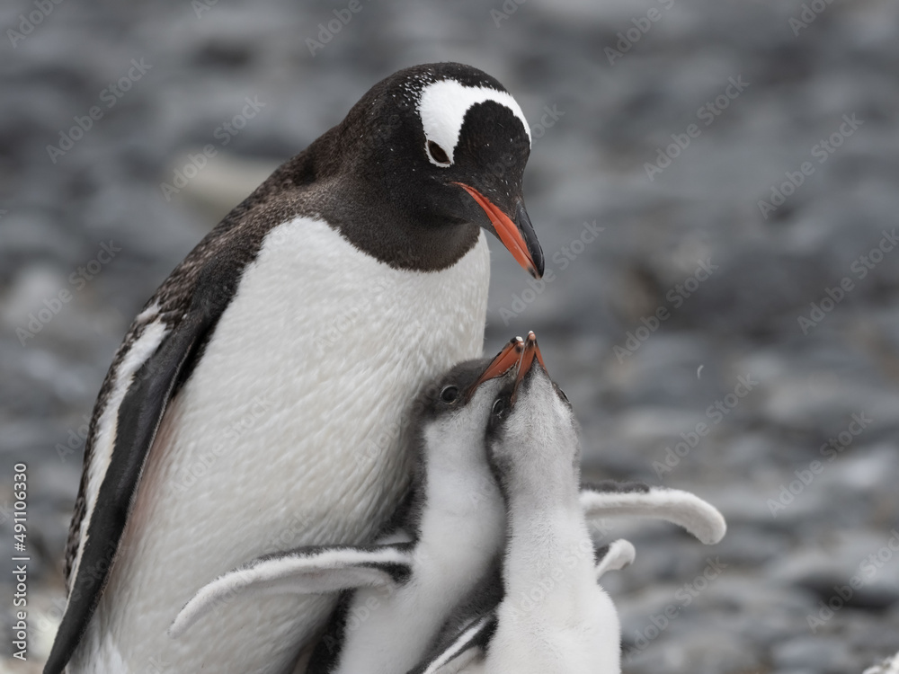 Naklejka premium Gentoo penguin parent feeding chicks on the shores Brown Bluff, Antarctric Peninsula, Antarctica