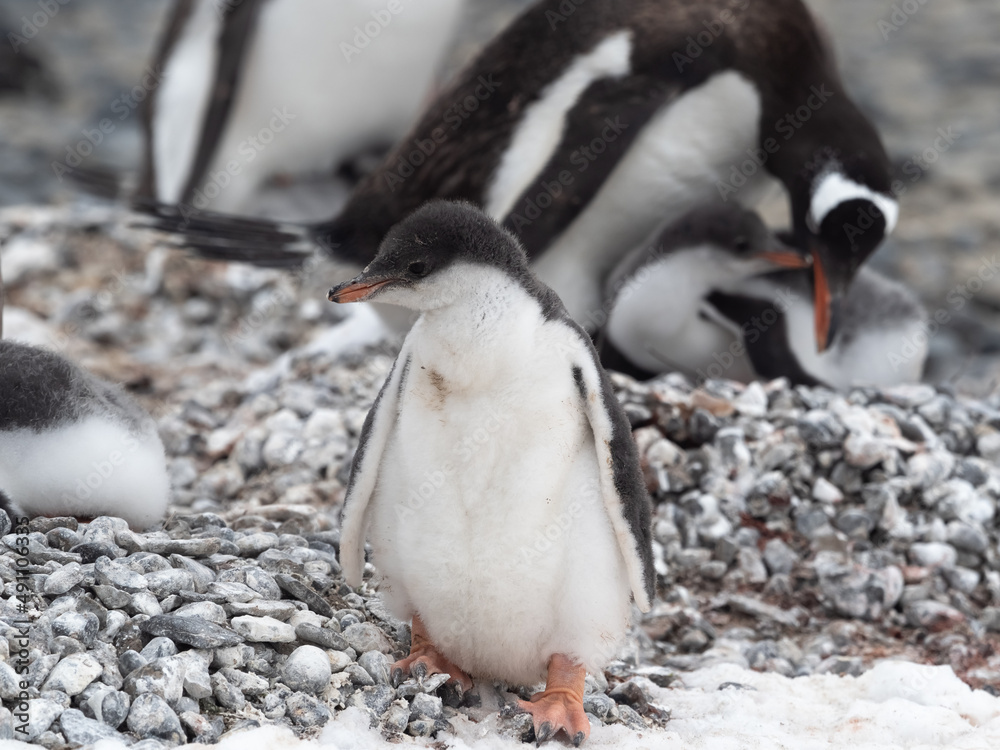 Fototapeta premium Closeup of a Gentoo penguin chick on the shores Brown Bluff, Antarctric Peninsula, Antarctica