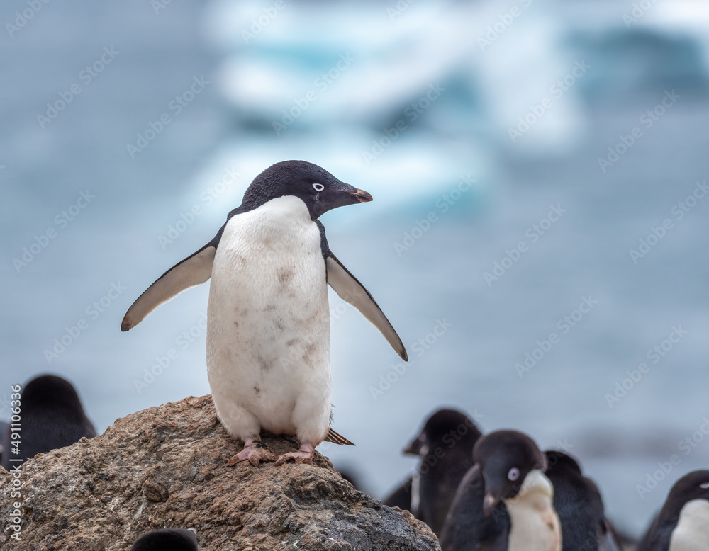 Naklejka premium Huge colonies of adelie and gentoo penguins on the stunning glacial landscapes of Brown Bluff on the Antarctic peninsula, Antarctica