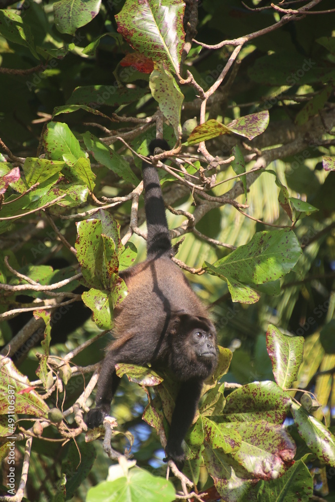 Howler Monkey on a tree eating Howler Monkey on a tree eating
