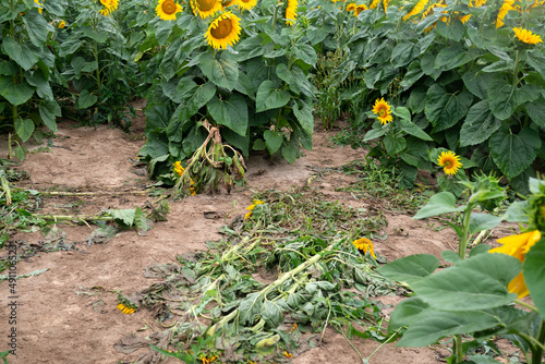 Remains of a destroyed sunflower field from people. Trampled flowers and harvest. Destruction of the environment. Abuse of nature.  photo