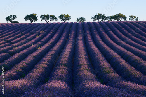 Field of flowering lavender