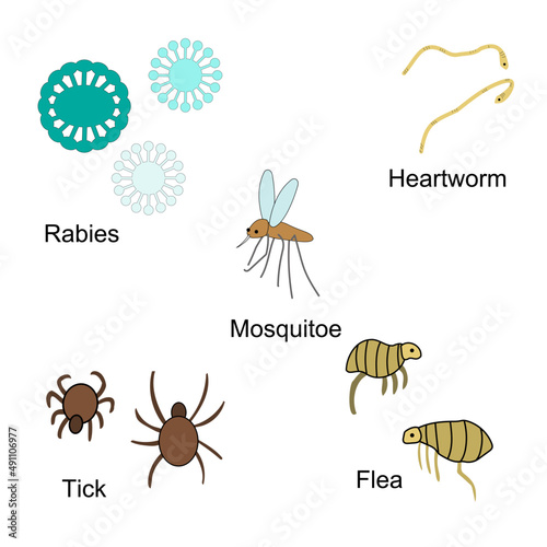 Collection of infectious insects and viruses: ticks, fleas, heartworms, and mosquitoes 