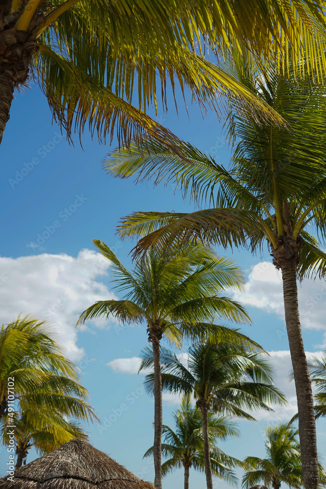 Imagen de palmeras tropicales en la costa del mar caribe