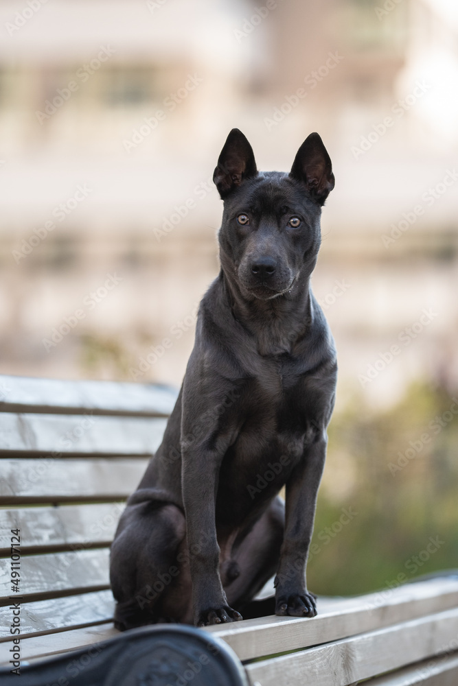 Thai Ridgeback dog sitting on a bench against the backdrop of the urban landscape