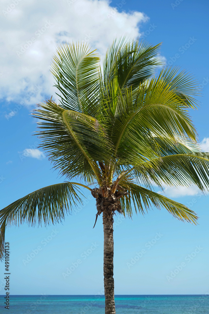 Imagen de palmeras tropicales en la costa del mar caribe