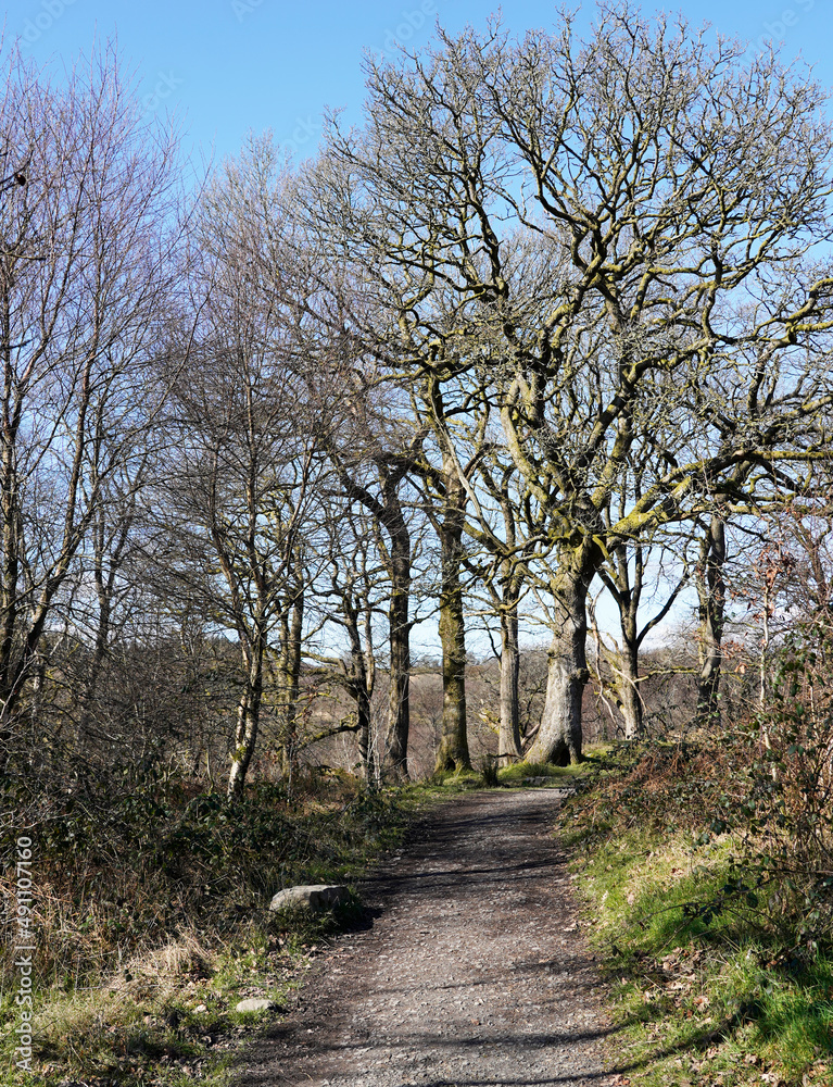 Path in the park,surrounded by large trees Path in the park,surrounded by large trees