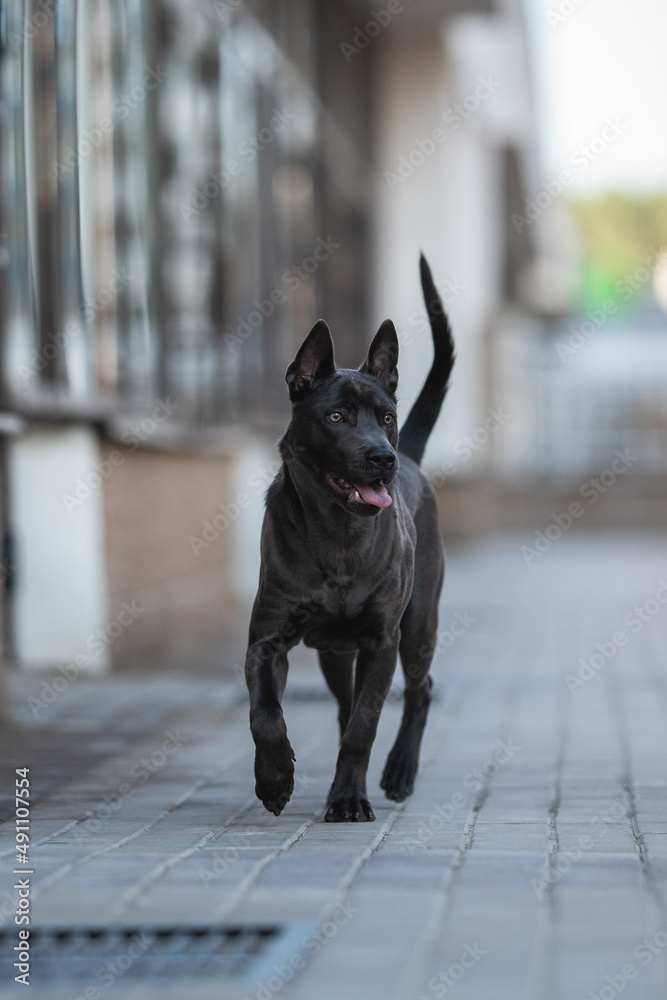 Thai Ridgeback dog running along the path against the backdrop of the urban landscape